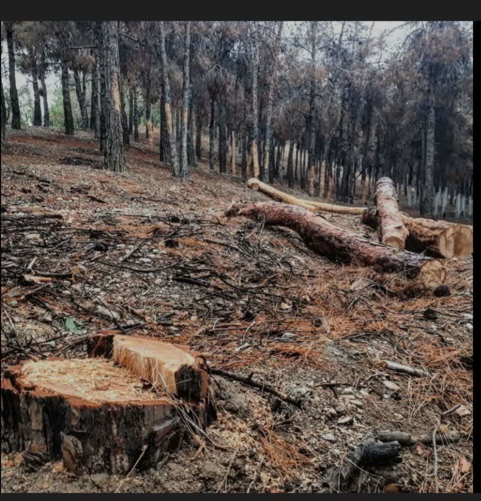 بیانیه در خصوص وضعیت نگران‌کننده پارک چیتگر