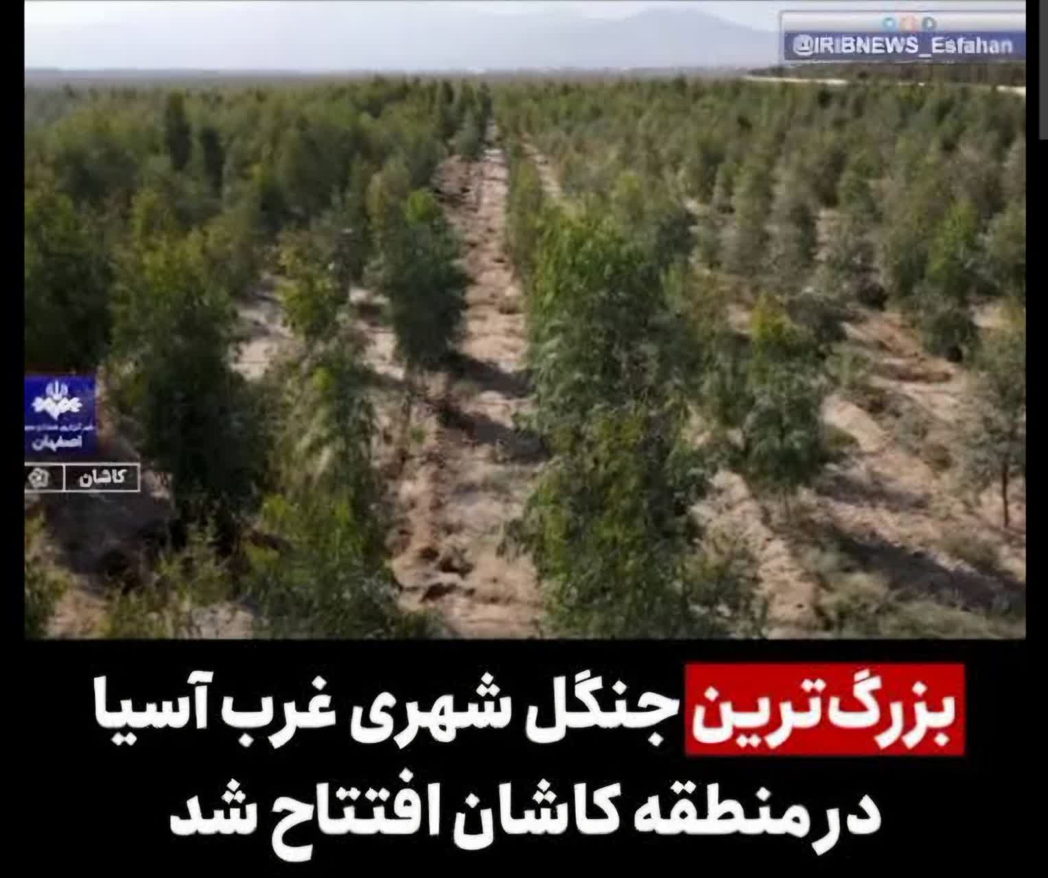 بیانیهٔ کارشناسی و مطالبه‌گرانه دربارهٔ کاشت اکالیپتوس در اقلیم کاشان