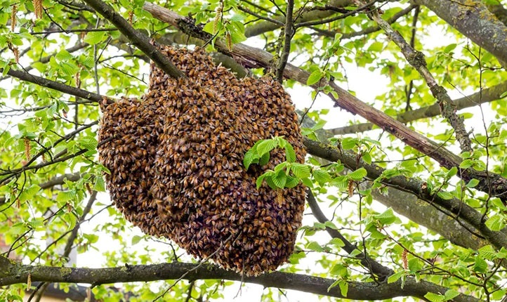 شفافیت در کلونی زنبورها